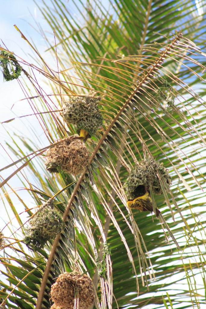 07-Weaver nests.jpg - Weaver nests